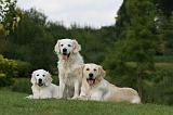 GOLDEN RETRIEVER 951